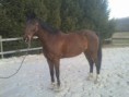 /album/chevaux/a2016-01-27-17-02-09-jpg/